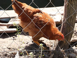 Паноникум: Дворишно царство