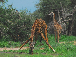 Познате су по дугом врату, али зашто жирафе имају тако дуге ноге