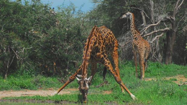 Познате су по дугом врату, али зашто жирафе имају тако дуге ноге