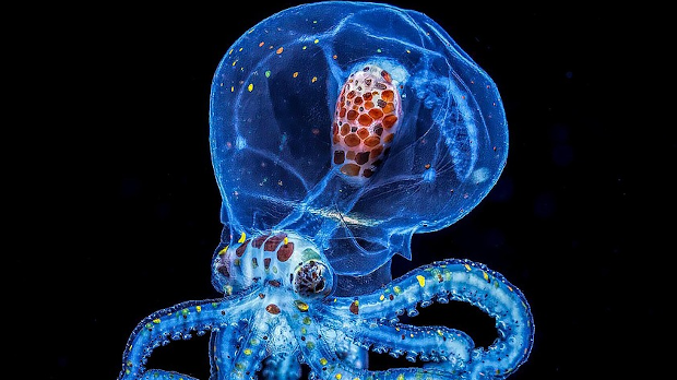 Три срца, плава крв, отров, мастило, постоје од давних времена – необичне чињенице о хоботницама