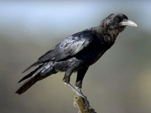 Еко минијатуре: Зоофобија