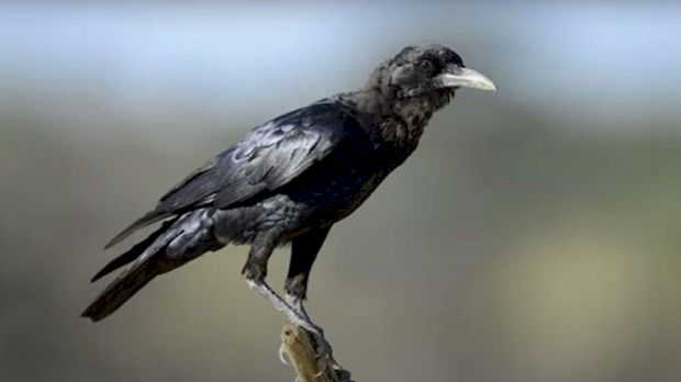 Еко минијатуре: Зоофобија