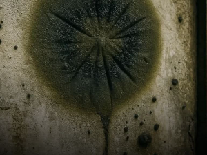 Гљива из Чернобиља развила невероватну способност, радијација јој прија