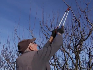 У шљивицима ваљевског краја почела резидба