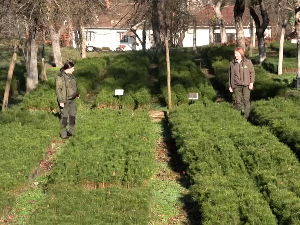 У сусрет Новој години мирис праве јелке је незаменљив