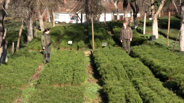 У сусрет Новој години мирис праве јелке је незаменљив