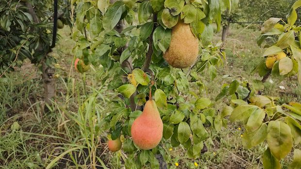 Паноникум: Војвођанско воћарство