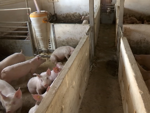 Појефтињење свињског меса 