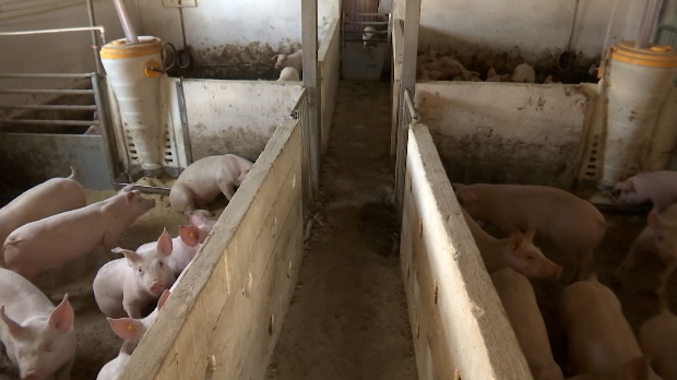 Појефтињење свињског меса