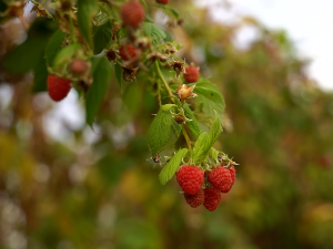 Лоша година за производњу малине у Србији
