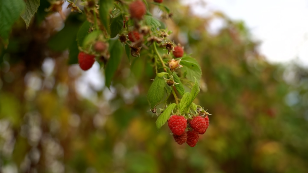 Лоша година за производњу малине у Србији
