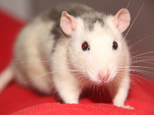 Ако им се понуди, пацови ће користити канабис за релаксацију 