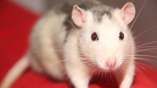 Ако им се понуди, пацови ће користити канабис за релаксацију 