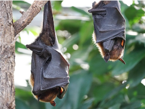 Др Ивана Будински – пут око света са слепим мишевима