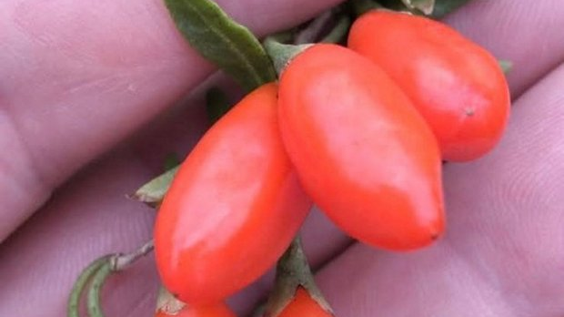 Говори да бих те видео:  Душко и гоџи 