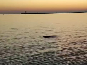 Венеција опет има необичног посетиоца: после делфина Мима, у лагуни виђена и фока