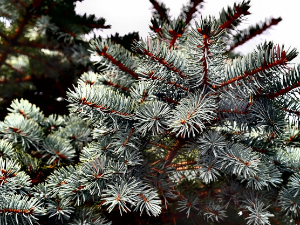 Метеoролог Тодоровић: Очекује нас топла зима, уз маглу и мало снега