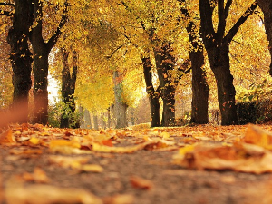 Претежно сунчано  уз слаб ветар, највиша дневна температура 13 степени