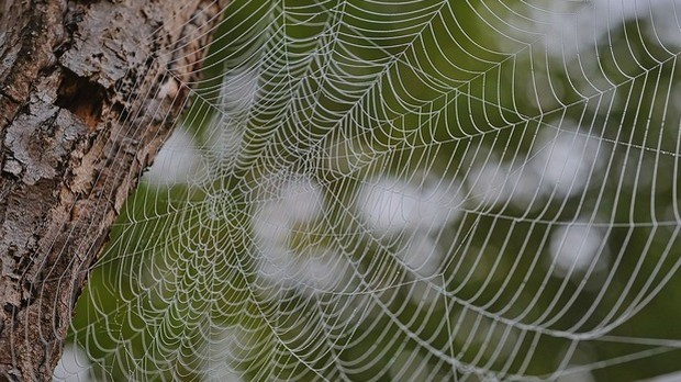 Драмски програм: Ненад Петровић: Псоглави