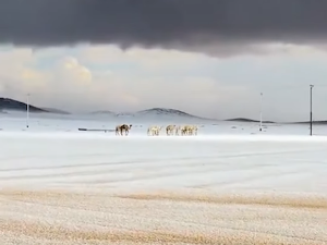 Снег у  Саудијској Арабије –зимске чаролије у пустињи