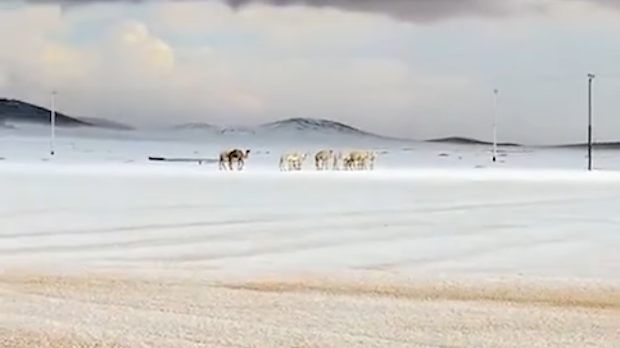 Снег у  Саудијској Арабије –зимске чаролије у пустињи