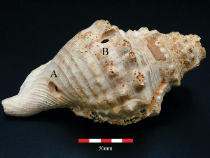 Шкољке пронађене у Шпанији можда су међу најстаријим познатим музичким инструментима