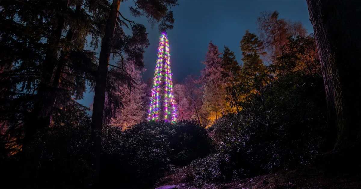 Како се украшава највиша јелка на свету