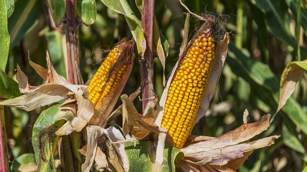 Еколошки магазин