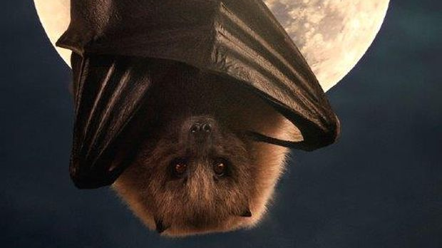 Еко минијатуре: Зоофобија