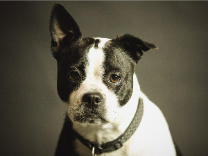 Деменција код паса је чешћа него што мислите, на шта треба обратити пажњу