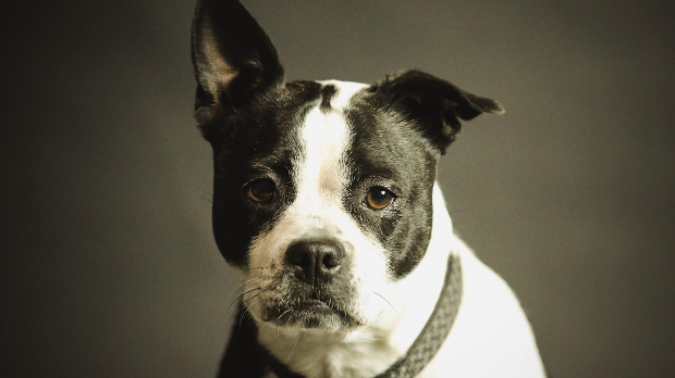 Деменција код паса је чешћа него што мислите, на шта треба обратити пажњу