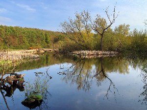 Келтски златници стари 2.300 година пронађени у швајцарској мочвари, зашто су баш ту остављени