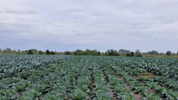 Производња купусњача све скупља и неизвеснија