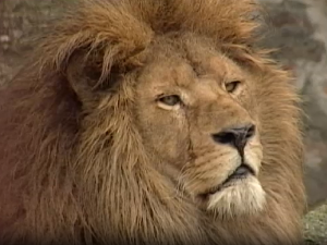Животиње у царству метафора: Лав