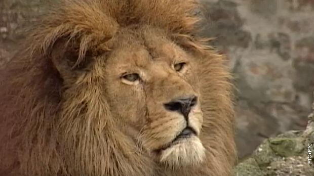 Животиње у царству метафора: Лав (R)