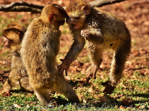 Грегори Бејтсон: Теорија игре и фантазије (2)