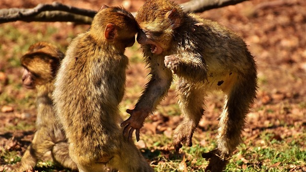 Грегори Бејтсон: Теорија игре и фантазије (2)