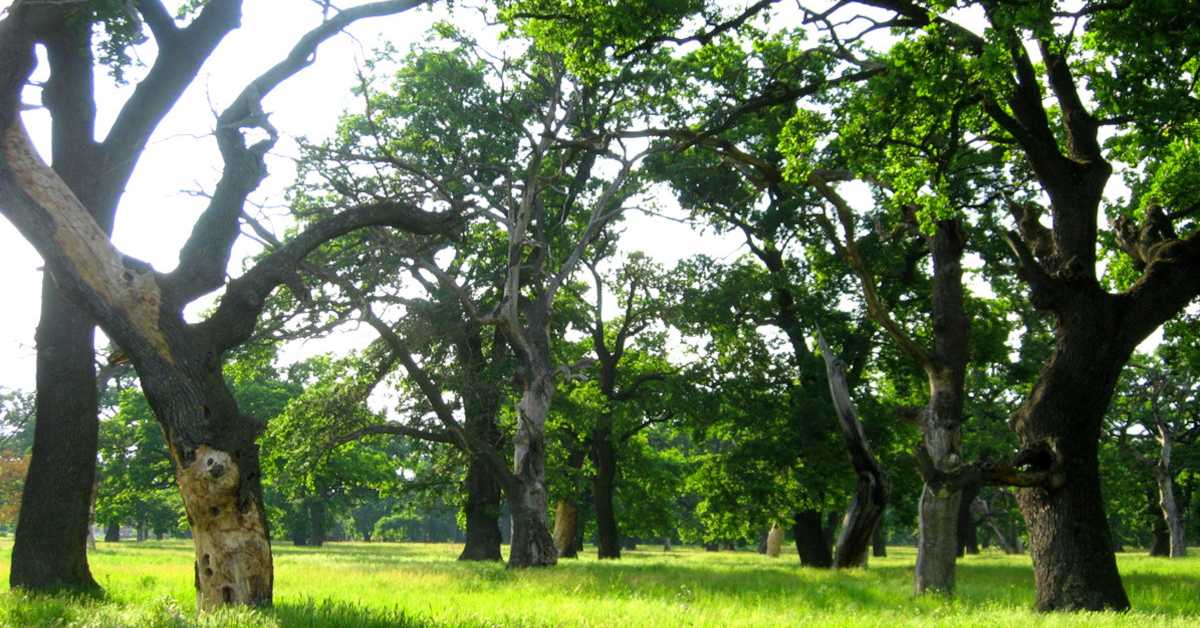 Споменик природе Шалиначки луг стављен под заштиту као природно добро