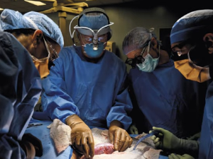 Органи генетски модификованих свиња као нова нада: Хирург тврди да ксенотрансплантација може надмашити људске органе