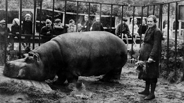 Прича о нилском коњу Красавици и опсади Лењинграда