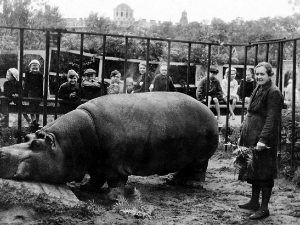 Прича о нилском коњу Красавици и опсади Лењинграда