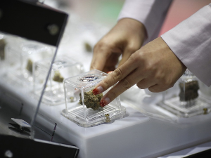 БиХ легализовала канабис у медицинске сврхе