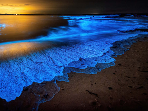 Светлост из далеке прошлости – како је биолуминесценција настала пре више од пола милијарде година