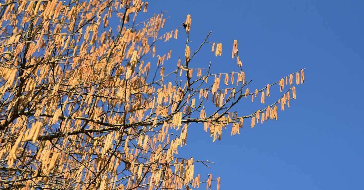 Нутела из неолита – како археолози користе лешнике за реконструкцију древних шума