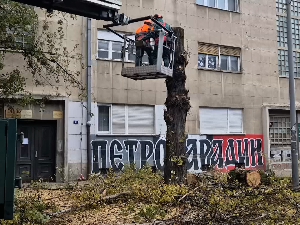 Почела сеча стабала у дрвореду у улици Димитрија Туцовића, једног од симбола Новог Сада