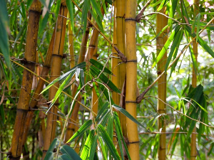 Бамбус и цимет