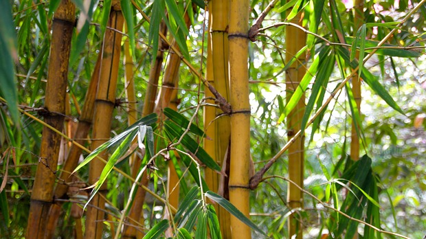 Бамбус и цимет