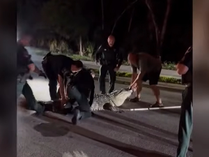 Полицајци једва уклонили алигатора дугог преко четири метра са ауто-пута