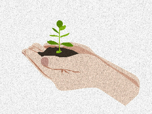 Авантуре црва Пере: Семенке