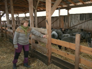 Из Финске у село код Ваљева: породица са троје деце започела нови живот са стотину оваца